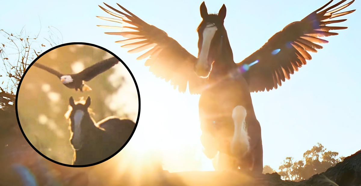 Budweiser executive shares meaning behind 2026 Super Bowl commercial