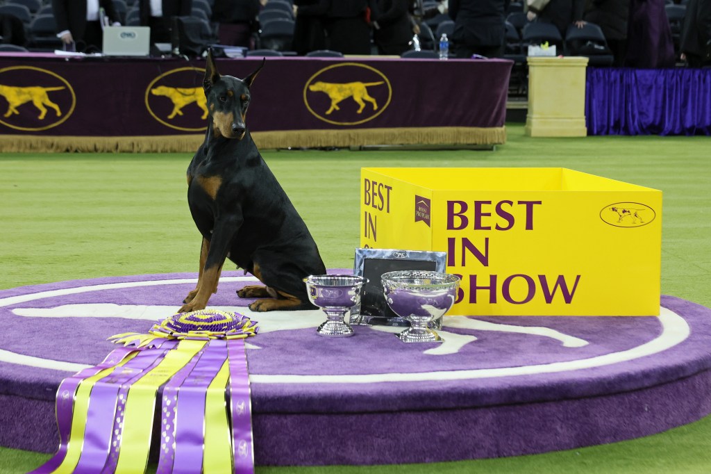 Penny is the first Doberman Pinscher to win the Westminster Dog Show since 1989.