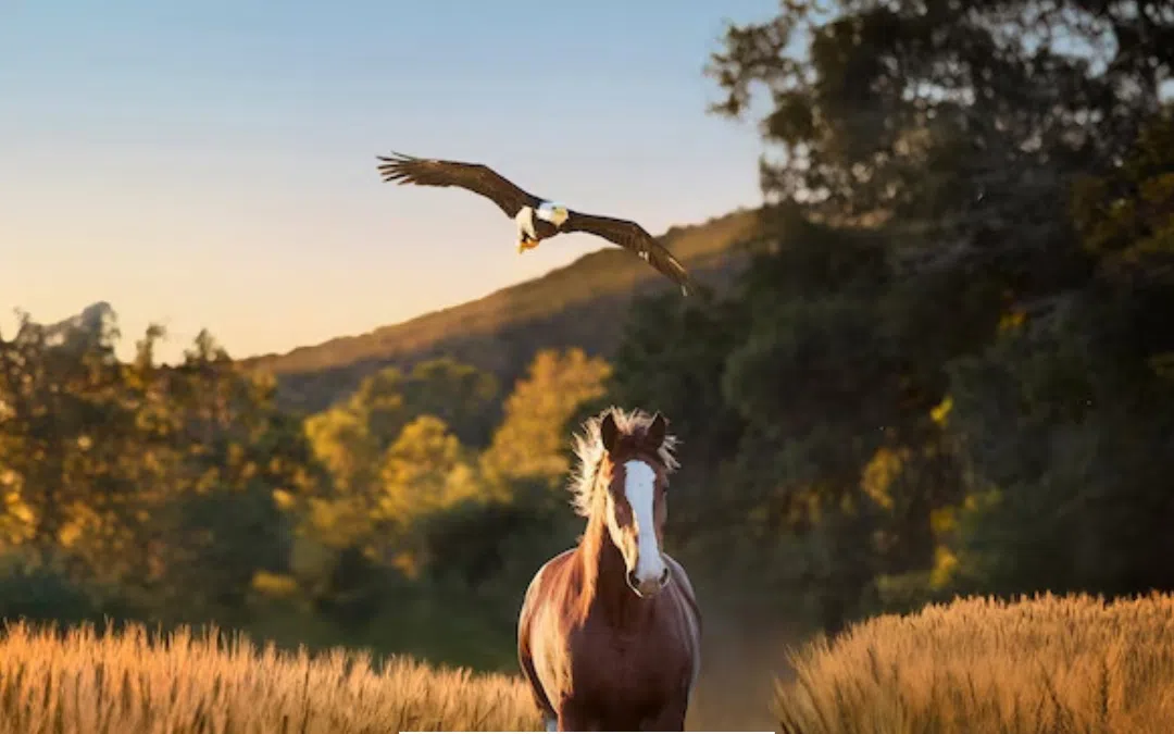 WATCH: Budweiser Releases New Super Bowl Commercial And It ...