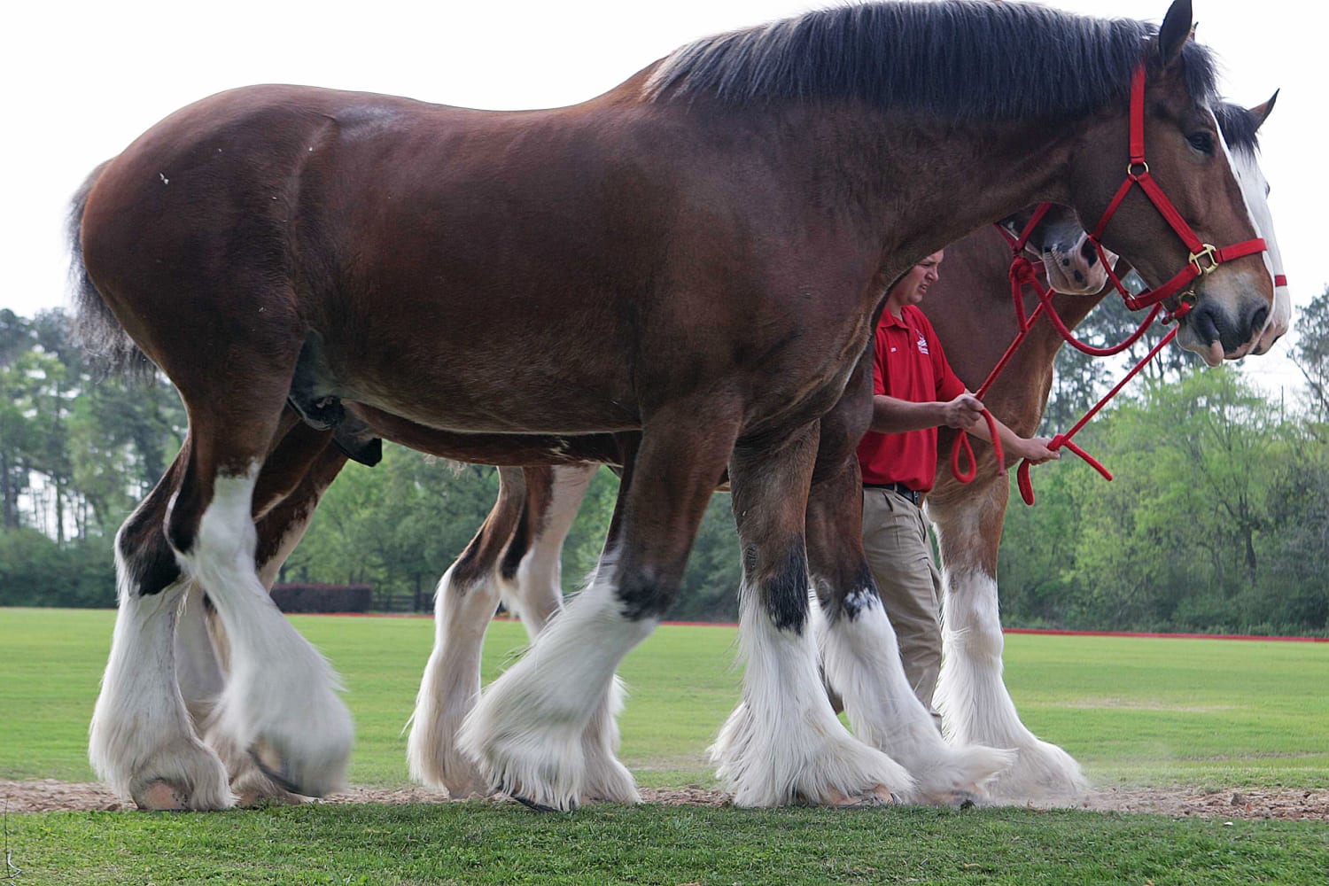 Anheuser-Busch stops cutting off tails of Budweiser Clydesdale horses after backlash