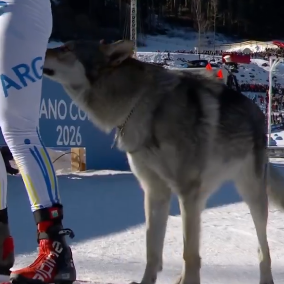 Un perro lobo se cuela en la recta de meta del esquí de fondo... y sale en  la fotofinish!