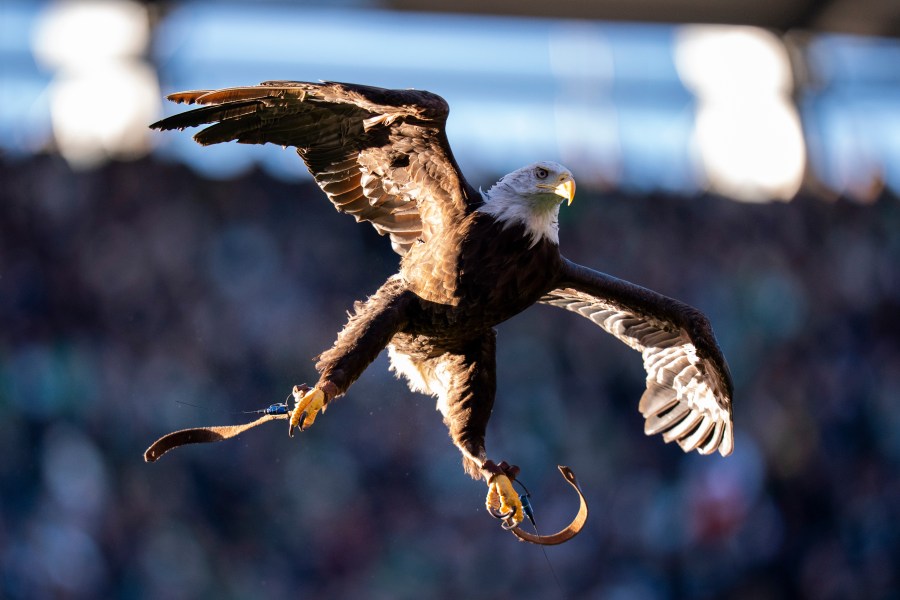 East Tennessee bald eagle takes flight in Budweiser's Super Bowl ad