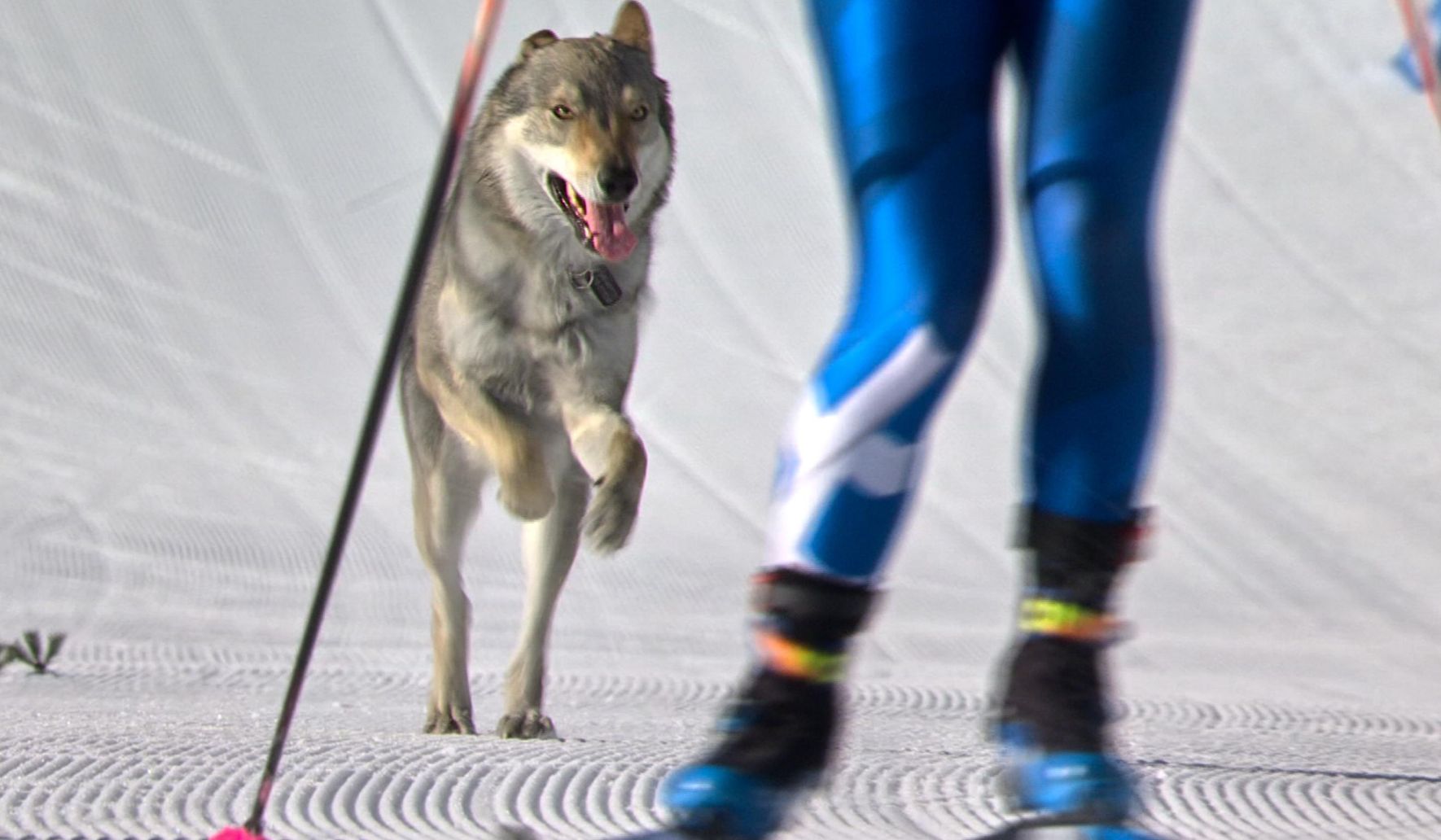 Nazgul the dog steals the show at Olympic cross-country ski race | Washington Times
