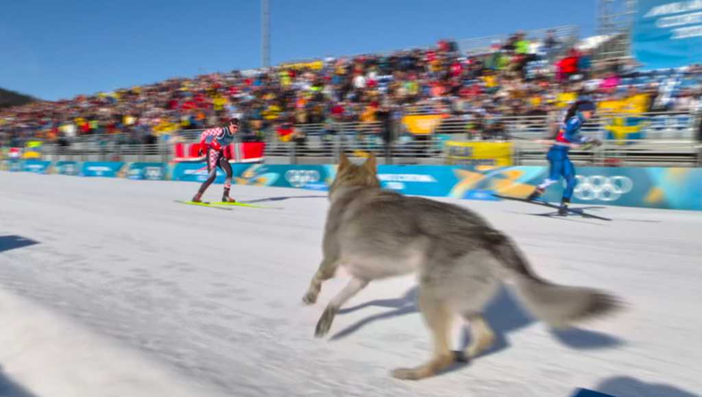 Dog makes unexpected Olympic debut during cross-country ski finish