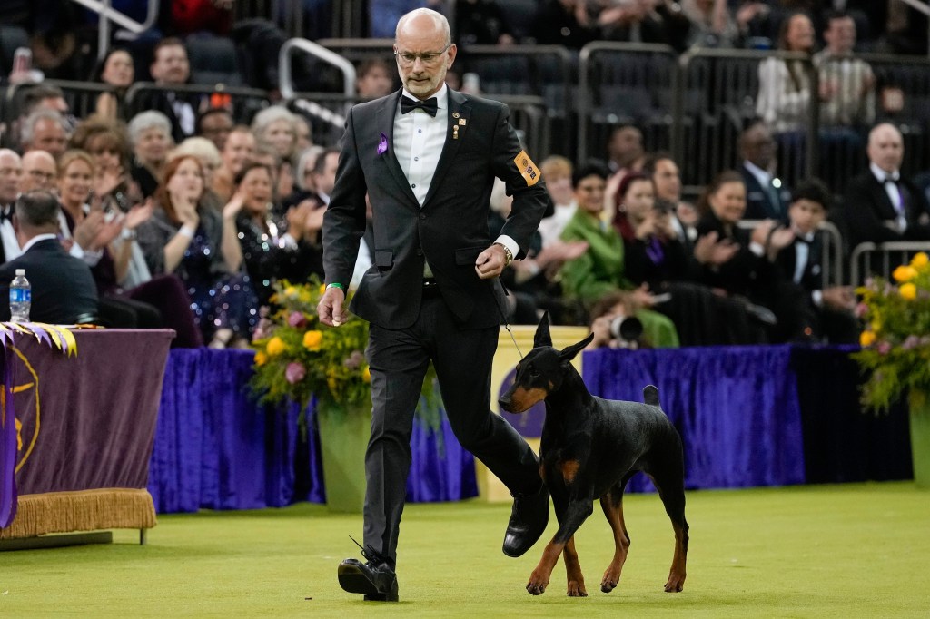 A handler in a suit and bow tie walks a Doberman Pinscher named Penny during the Westminster Dog Show.