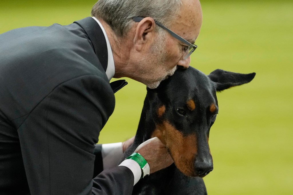 Penny, the Doberman pinscher, is 4 years old.