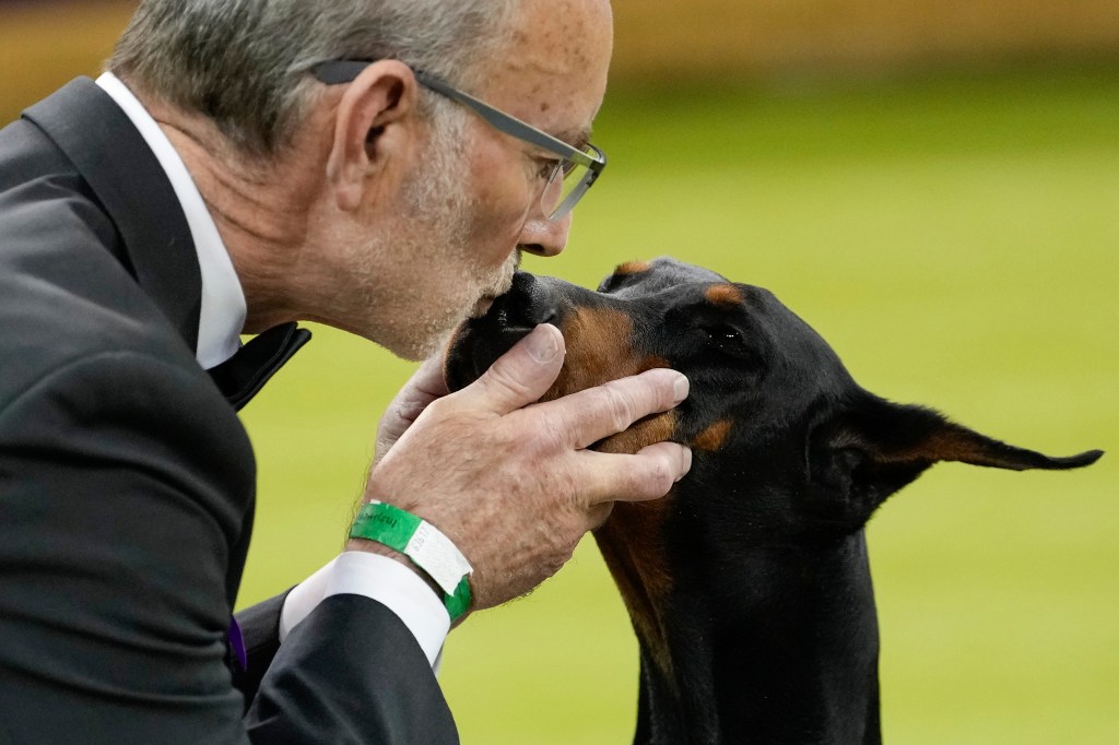 Penny, a doberman pinscher, gets a kiss from handler Andy Linton after winning Best in Show.