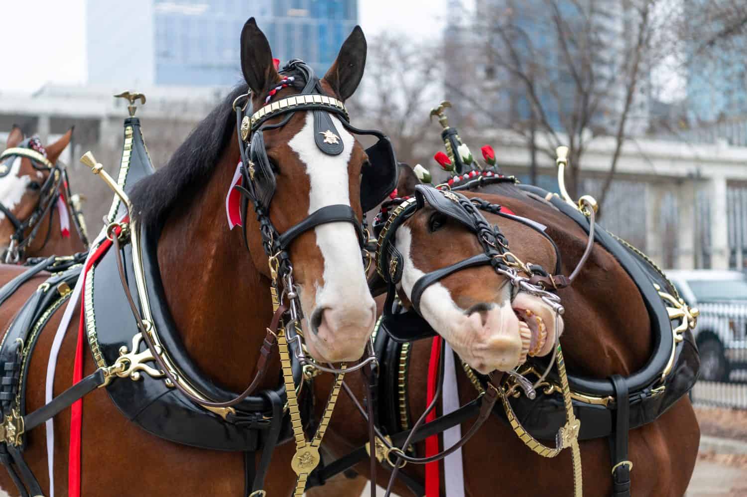 Explore the History of Budweiser's Clydesdales - A-Z Animals
