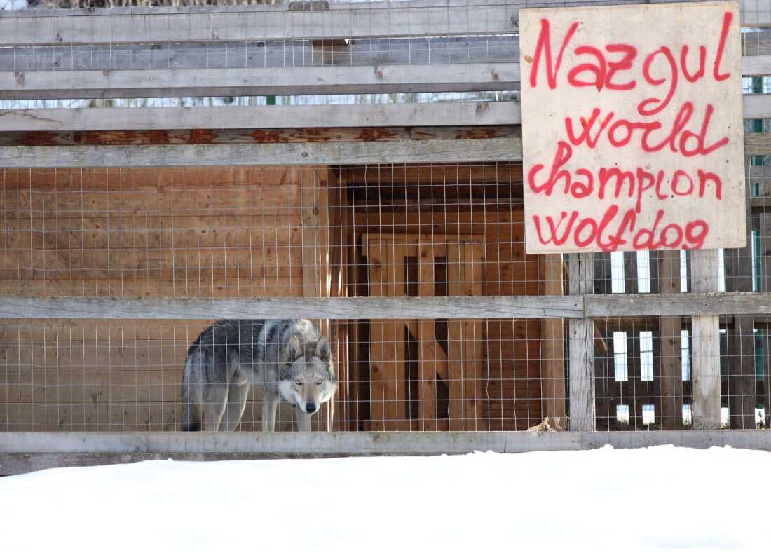 Nazgul's owners briefly celebrated his Olympic glory on his kennel at home